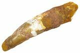 Bargain, Fossil Spinosaurus Tooth - Real Dinosaur Tooth #363483-1